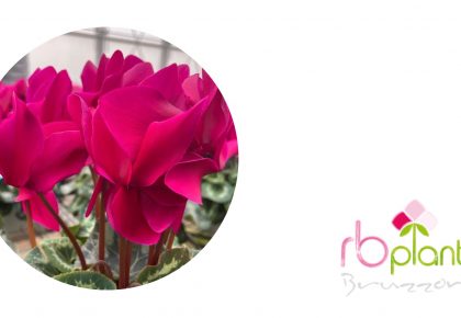 Ciclamini Viva Magenta RB Plant Albenga