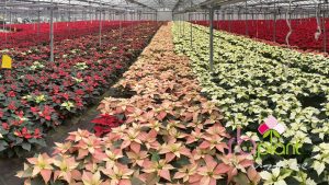Stella di Natale RB Plant Albenga produzione e vendita