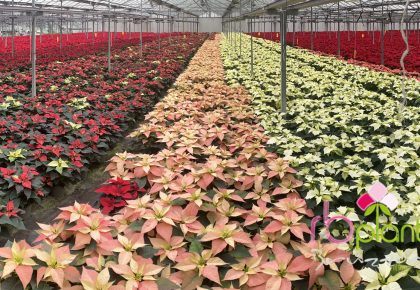 Stella di Natale RB Plant Albenga produzione e vendita