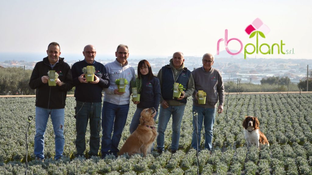 RB Plant Albenga erbe aromatiche Sunny heRBs