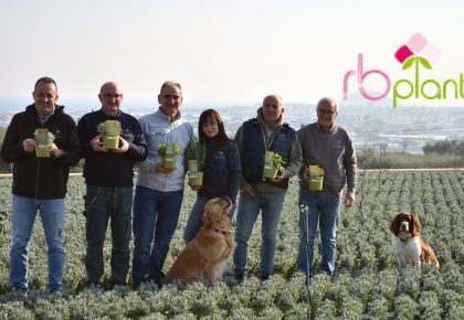 RB Plant Albenga erbe aromatiche Sunny heRBs