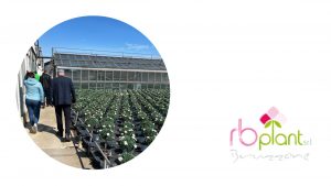 Piante fiori aromatiche RB Plant Albenga