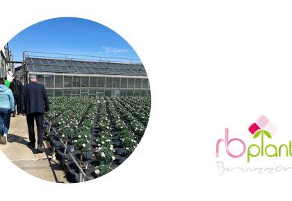 Piante fiori aromatiche RB Plant Albenga
