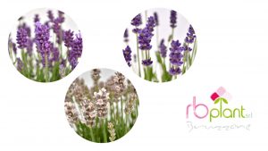 Lavanda Hidcote colori produzione vendita RB Plant Albenga