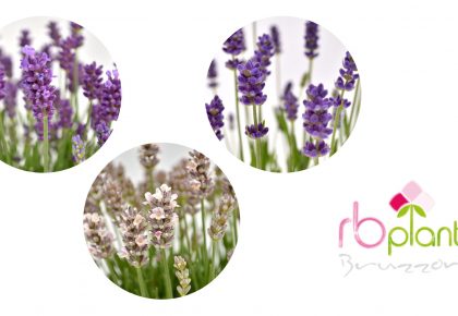 Lavanda Hidcote colori produzione vendita RB Plant Albenga