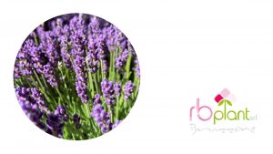 RB Plant Albenga produzione e vendita lavanda