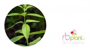 RB Plant rimedi con aromatiche e fiori per tenere lontano la zanzara