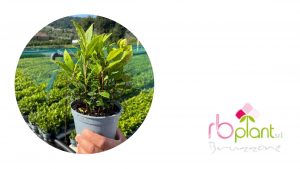RB Plant Albenga produzione e vendita piante fiori aromatiche alloro