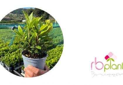 RB Plant Albenga produzione e vendita piante fiori aromatiche alloro