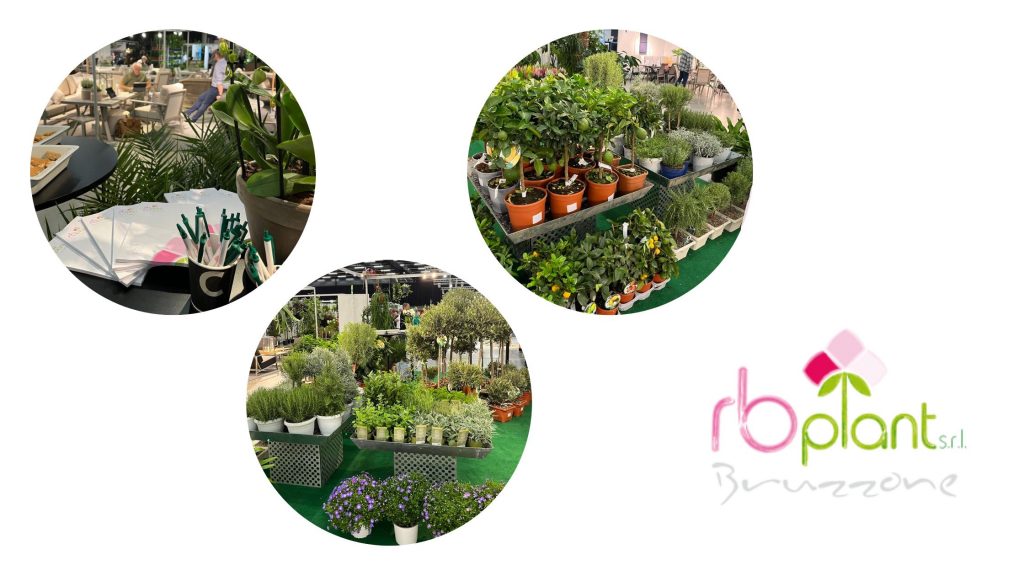 RB Plant Albenga produzione fiori piante aromatiche