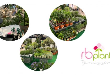 RB Plant Albenga produzione fiori piante aromatiche