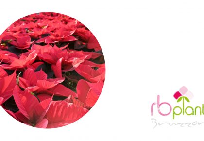 Stelle di Natale di Albenga RB Plant produzione e vendita piante, fiori, erbe aromatiche