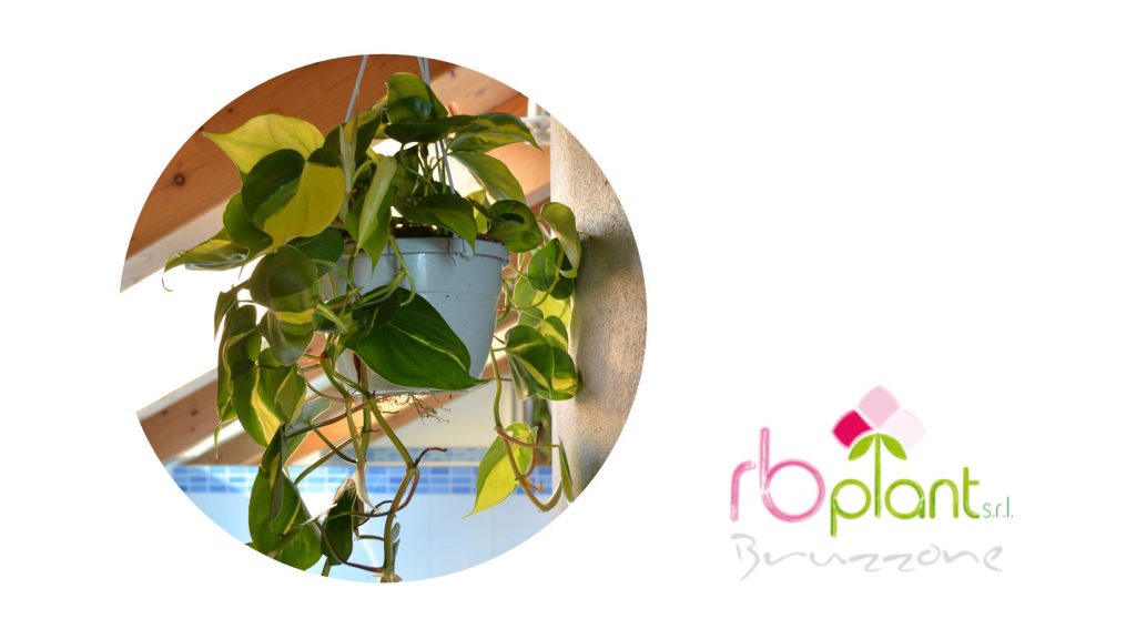 Philodendron Brasil RB Plant ALbenga produzione e vendita piante verdi