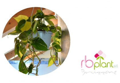 Philodendron Brasil RB Plant ALbenga produzione e vendita piante verdi