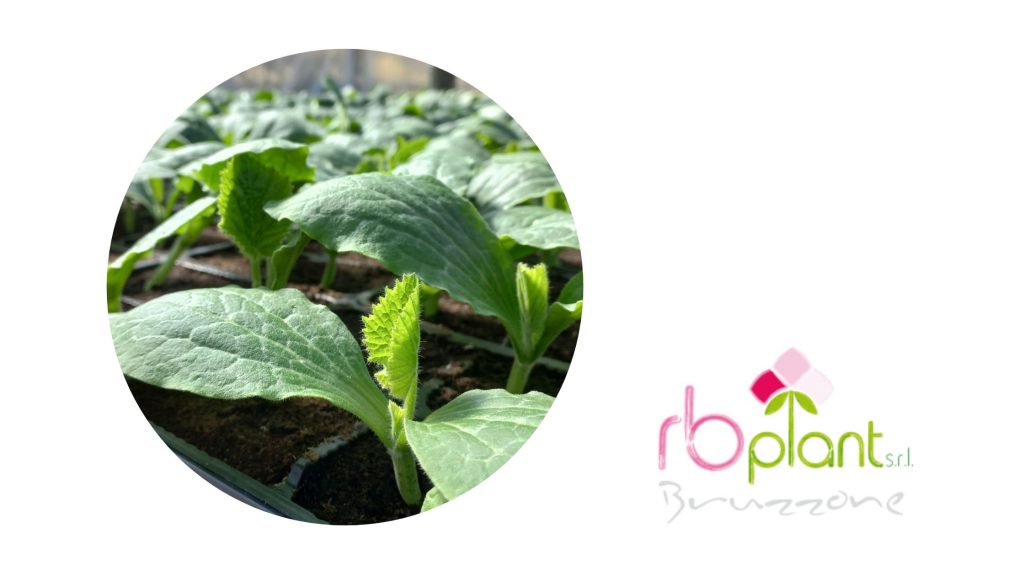 Piantine da orto RB Plant Albenga produzione e vendita fiori, piante, erbe aromatiche