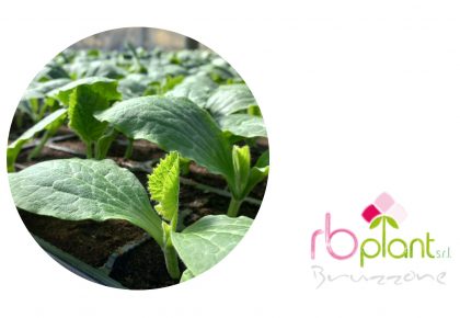 Piantine da orto RB Plant Albenga produzione e vendita fiori, piante, erbe aromatiche