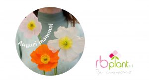 FIori in vaso piante aromatiche RB Plant Albenga