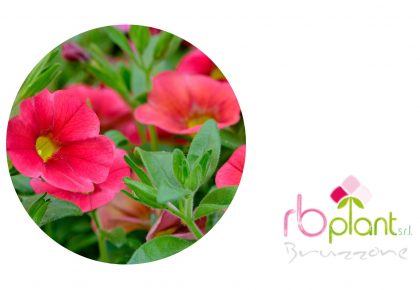 Calibrachoa, pianta fiorita produzione e vendita Consorzio RB Plant Albenga