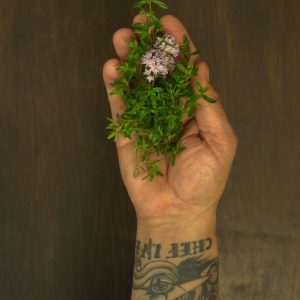 santoreggia in cucina