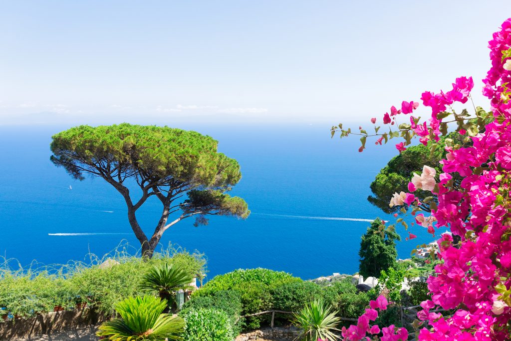 Piante mediterranee
