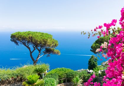 Piante mediterranee
