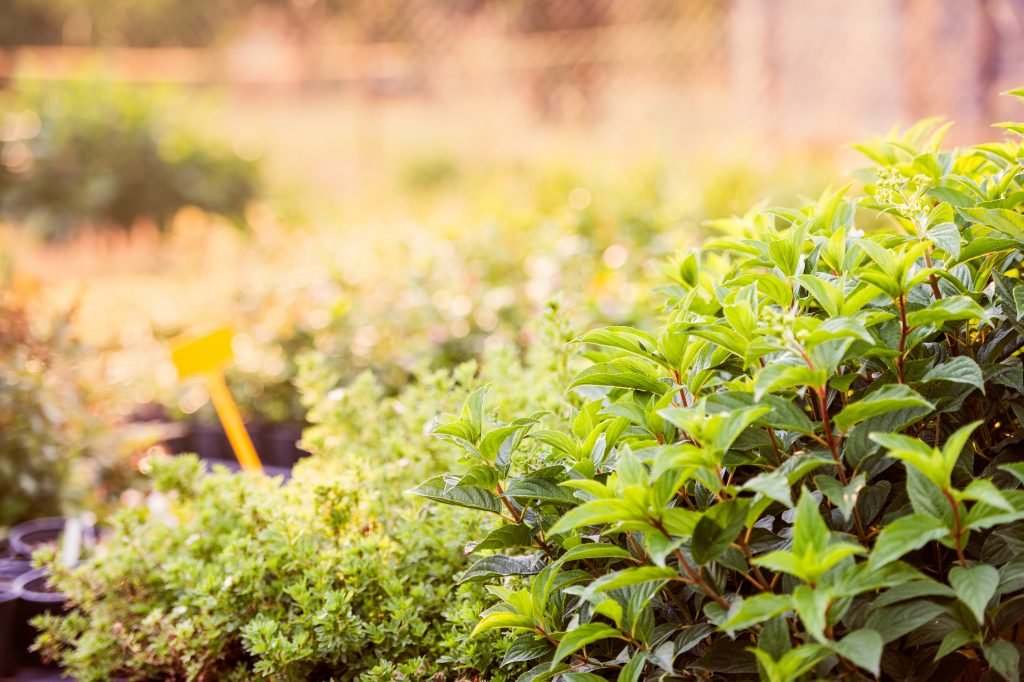 sunny summer plants