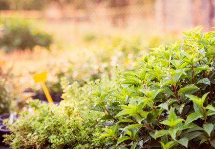 sunny summer plants