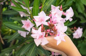 Oleander