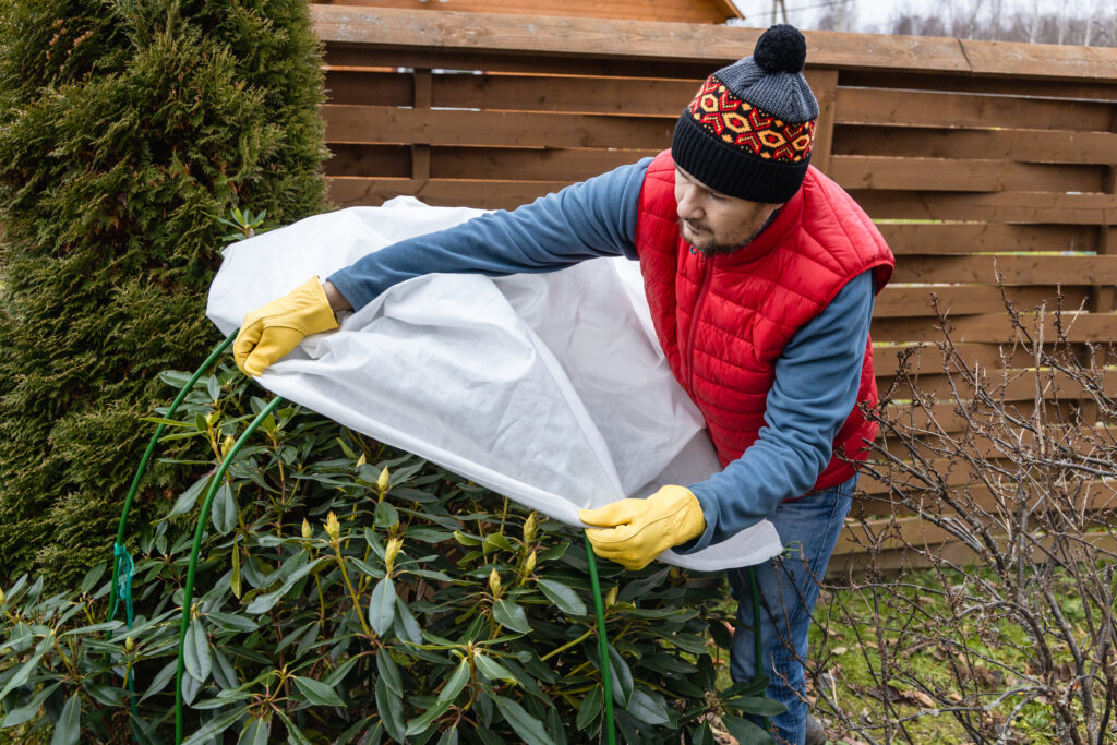 Gardener Protects Plants from Cold with Cover